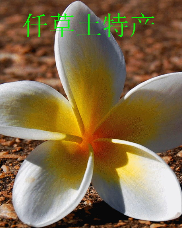 提供印尼鸡蛋花进口清关服务