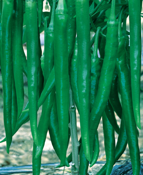 蔬菜种子湘研高抗大果顺直长线椒辣椒种子湘辣十号