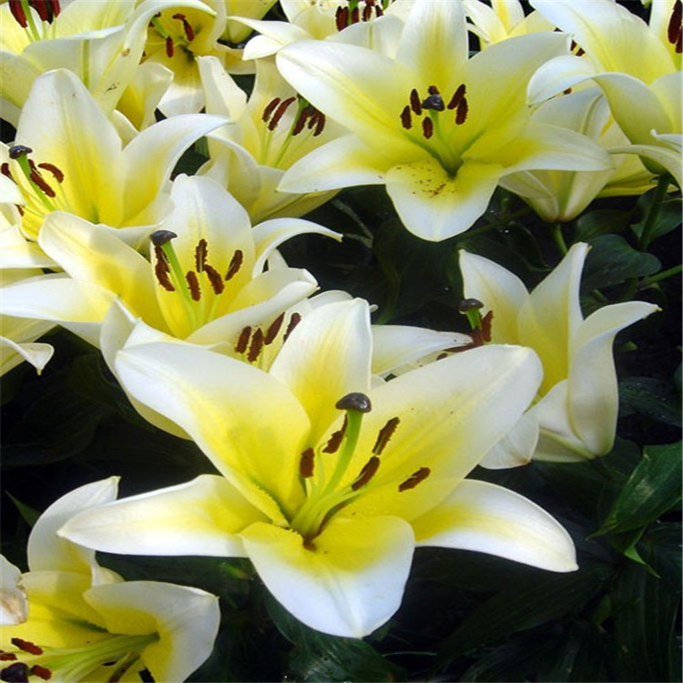 鲜花批发 红日花卉百合基地直供 双头黄天霸 鲜切花一件5扎50支