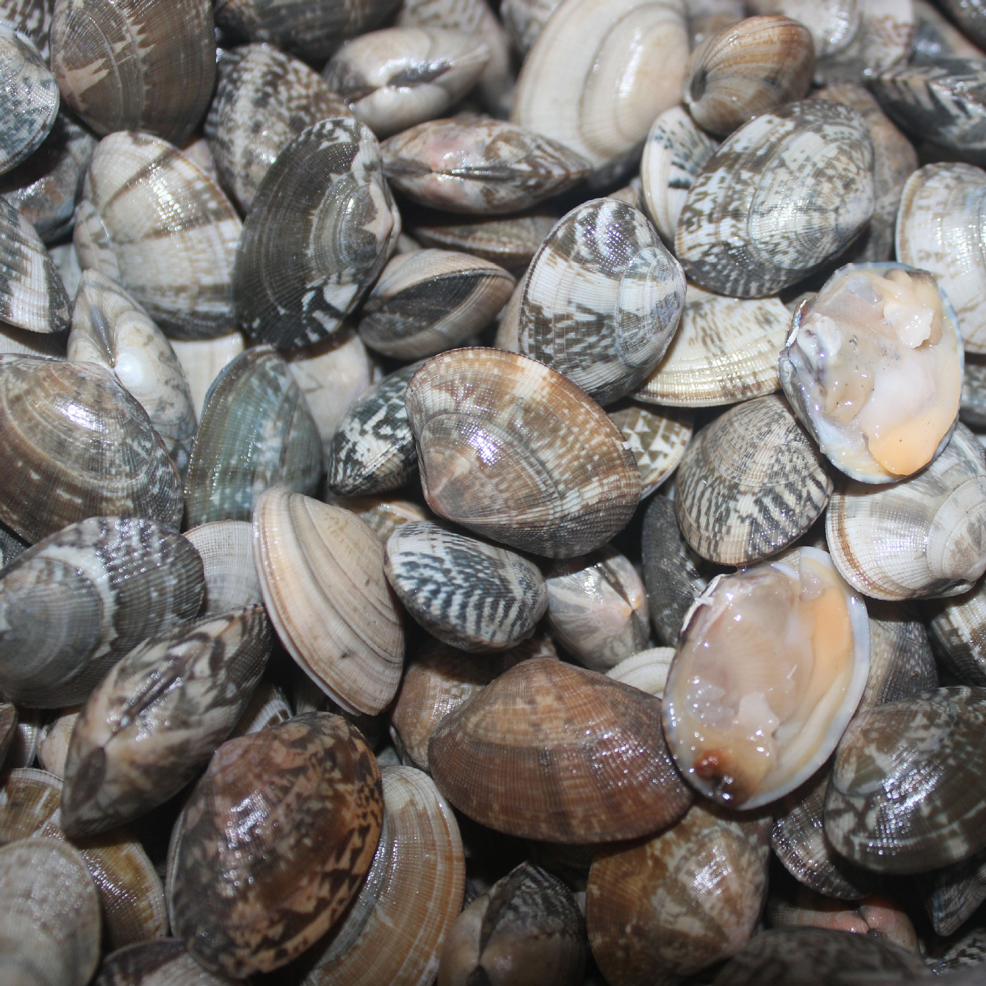 供应鲜活蛤蜊,花蛤,贝类批发,青岛海鲜,海产品批发