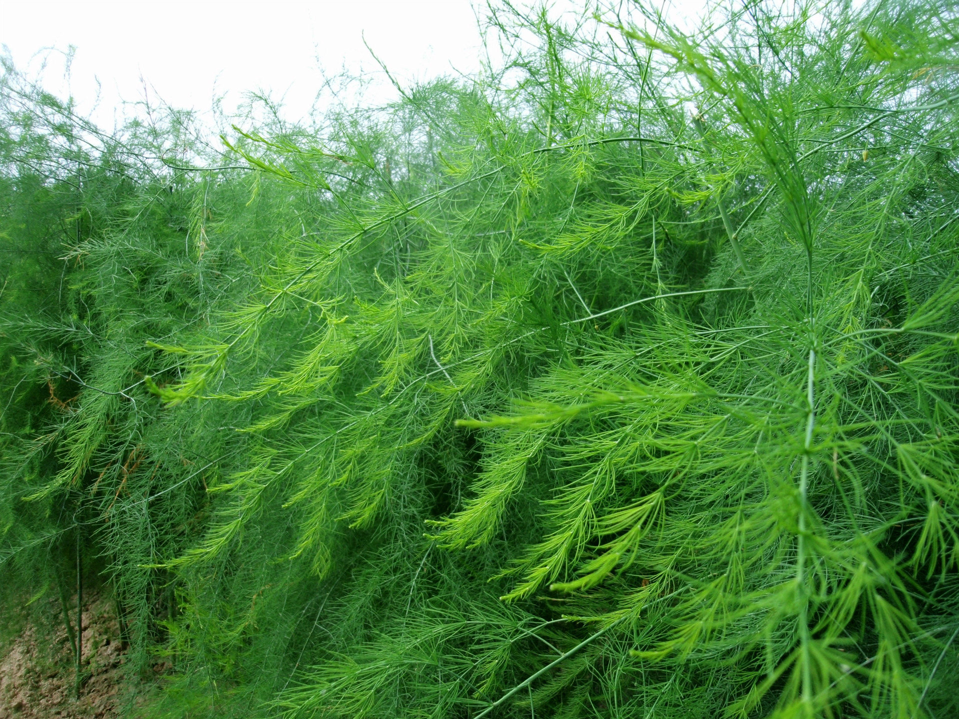 芦笋种苗芦笋苗当年采收超大苗