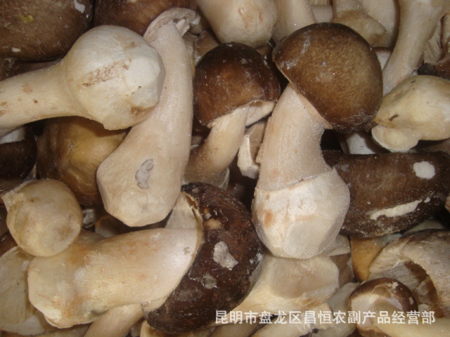 批发供应冰冻鹅蛋菌(白露伞,麻母鸡)
