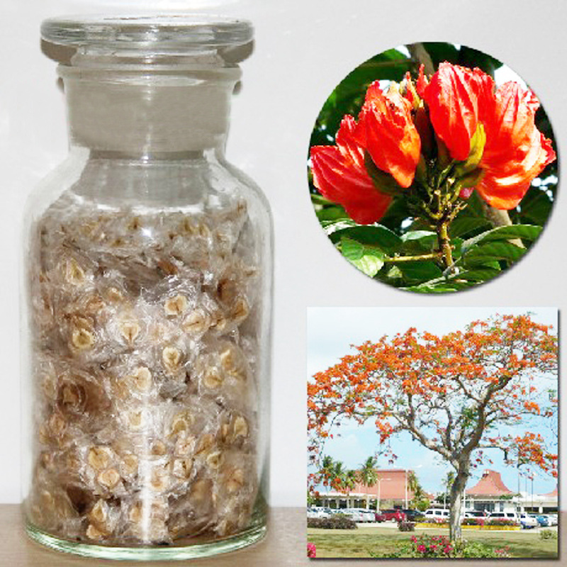 优质火焰木种子 火焰树种子 澳洲火焰木 提供种植技术