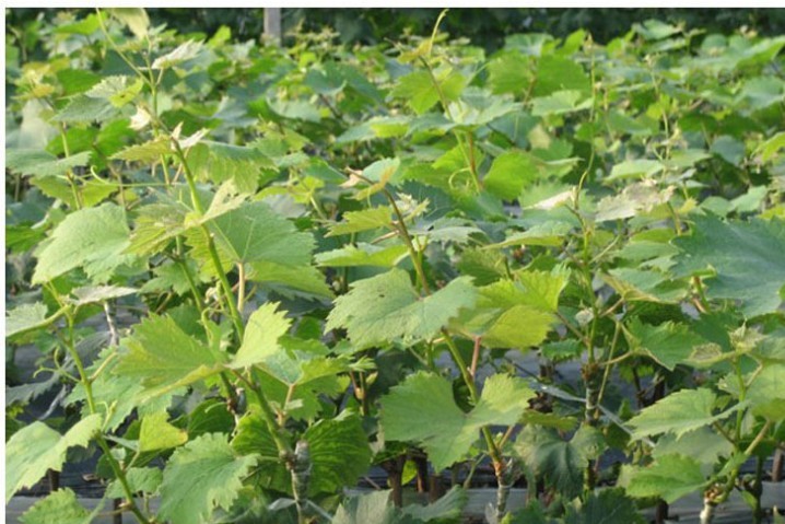 批发青提葡萄苗 挂果多 提子苗 无核葡萄 别墅果树 盆栽果树苗