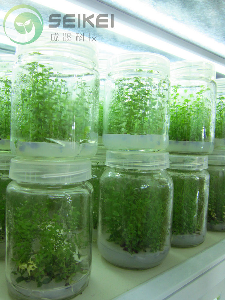 蓝莓苗 组培瓶苗 供应无菌种苗批发 成蹊科技直销 优良品种 按瓶