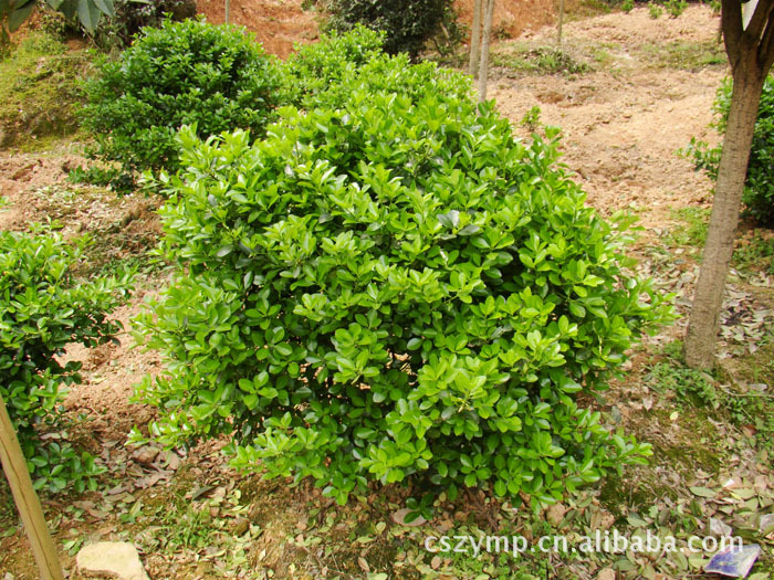优质四季青 常年批发供应 品种优异 量大价优-灌木