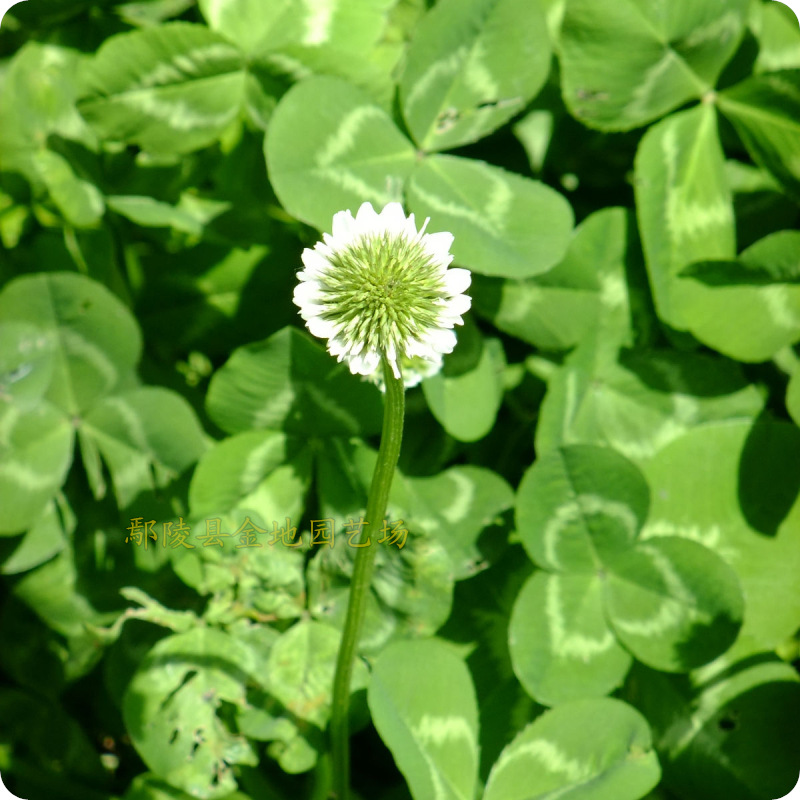 白三叶,白花三叶草,白车轴草,白三草,车轴草,荷兰翅摇
