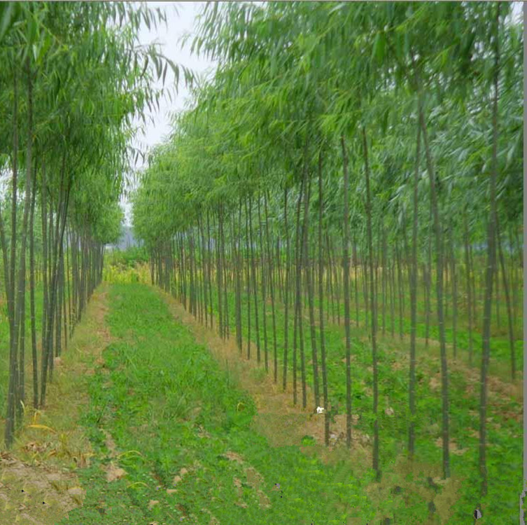 供应 批发绿化苗木 美国竹柳(速生柳)种苗 工程竹柳