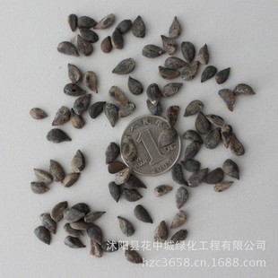 绿丰耀种业 批发水果梨树种子 雪梨铁梨树种子