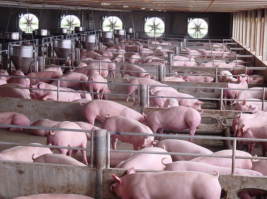 荣昌猪,苗猪,,商品猪,小猪.苗猪.仔猪,种母猪