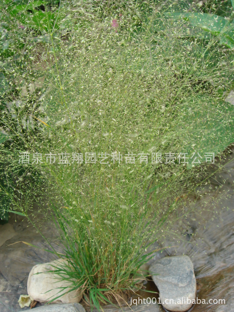 厂家直销美丽云草本特草种子种子批发花卉种子厂家直销特价