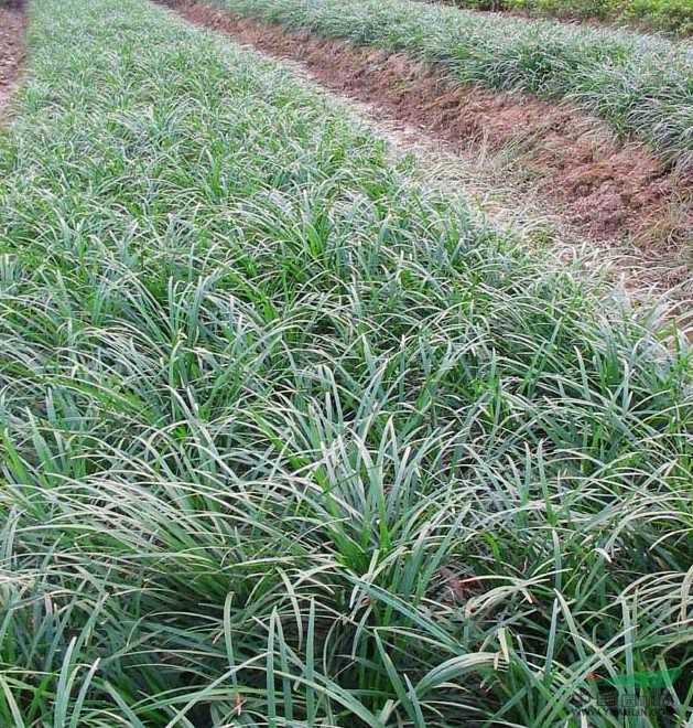 长麦冬草金叶麦冬草四季常绿耐寒庭院绿化沿边植物别墅日本麦冬