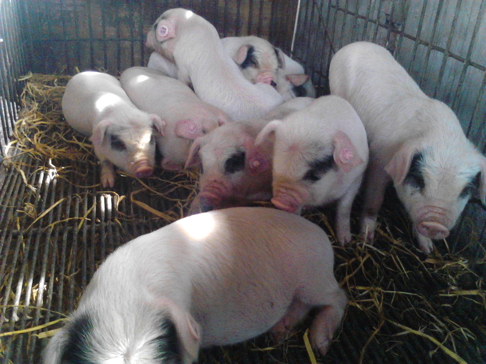 荣昌猪,苗猪,,商品猪,小猪,荣昌猪,苗猪