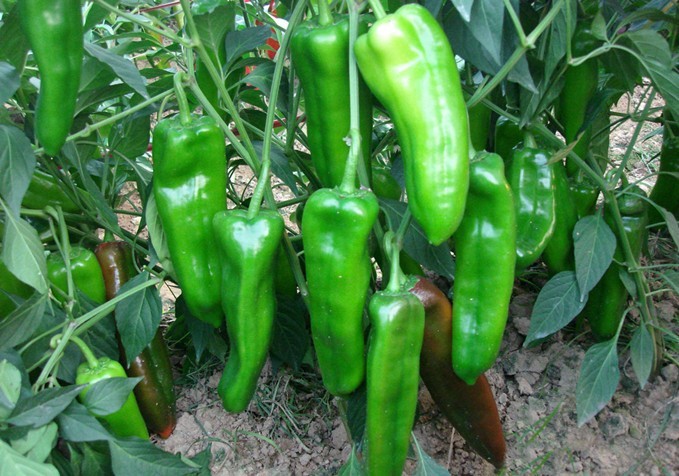 美国特大牛角椒种子 辣椒 青椒 中早熟 辣味中 50g/包      一,品种