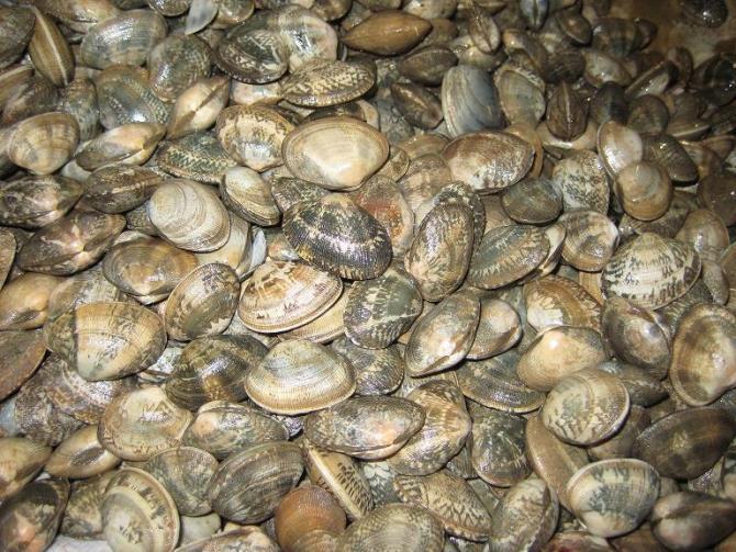 青岛鲜活花甲蛤蜊50-60粒优质鲜活无沙-东北大连杂色蛤