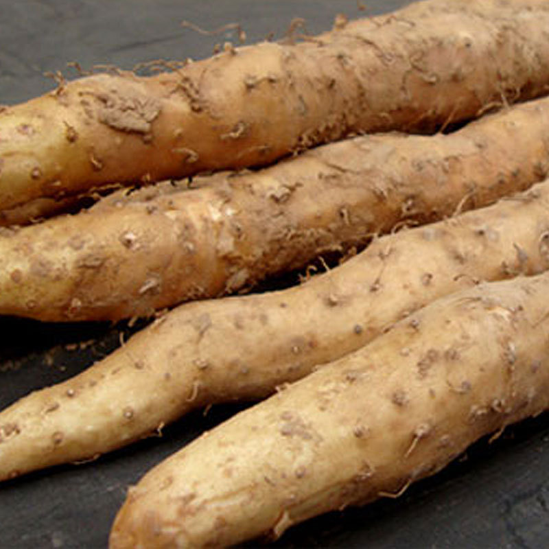 绿色农产品自种精选特级垆土铁棍山药河南特产批发温县特产淮山药