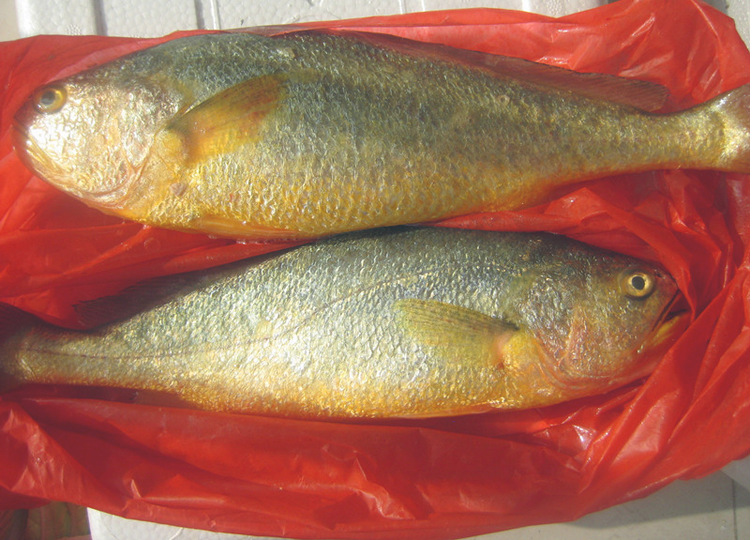 批发 宁德大黄鱼新鲜海捕 整箱商用 冷冻真空礼品海鲜大黄花-阿里巴巴