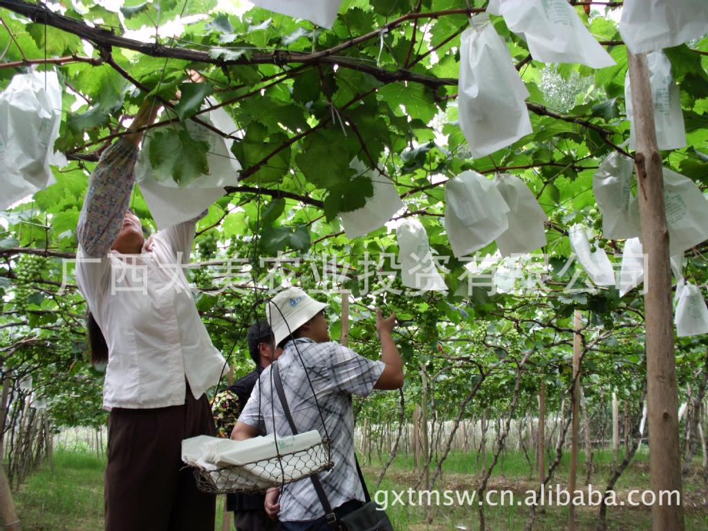 滴滴美葡萄专用有机液肥