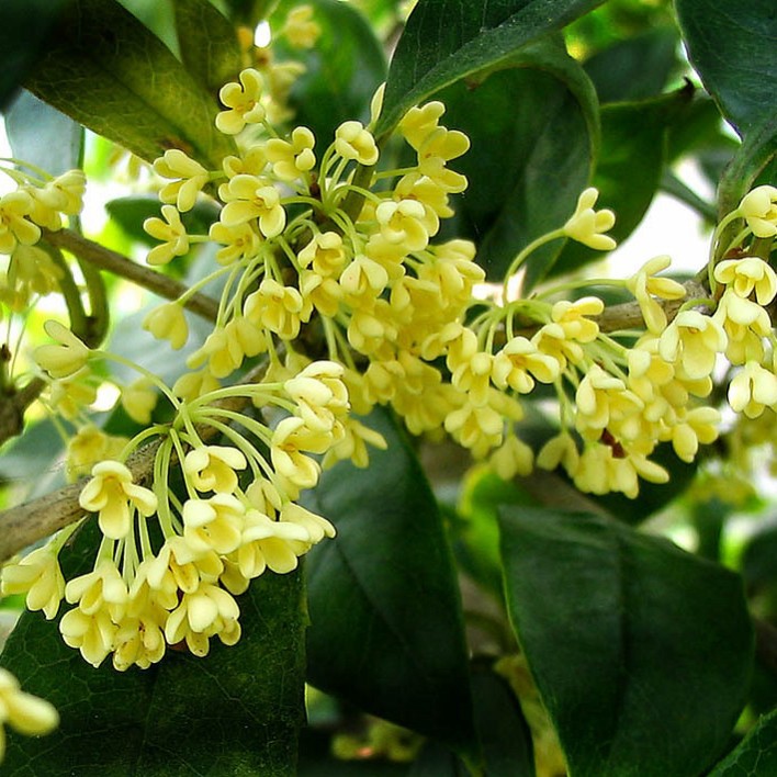 种子批发桂花种子 月月桂金桂丹桂四季桂 各种品种质量好保证.