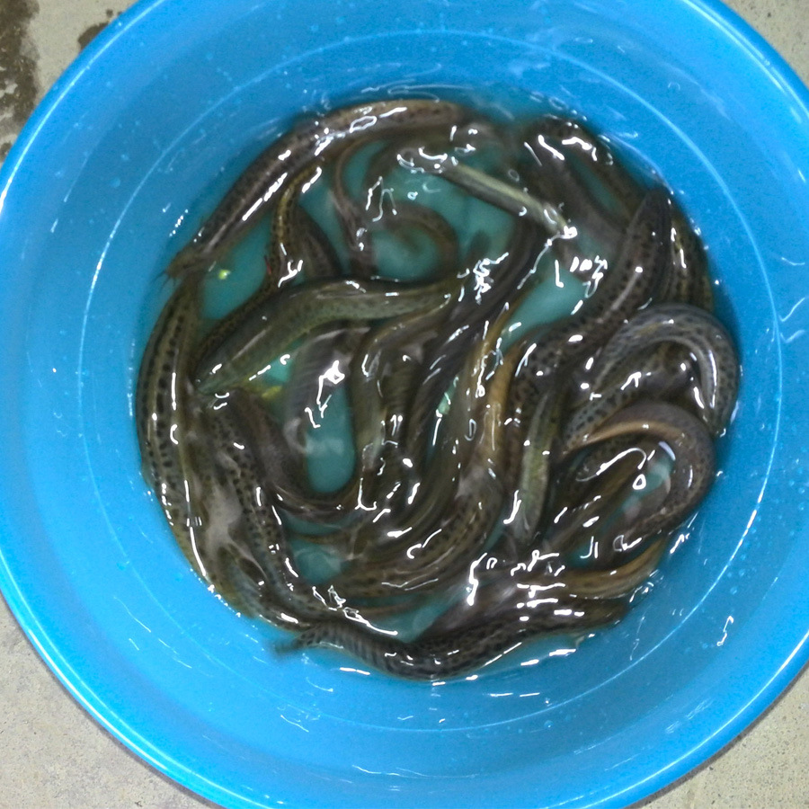 鄱阳湖泥鳅苗原生态泥鳅苗养殖