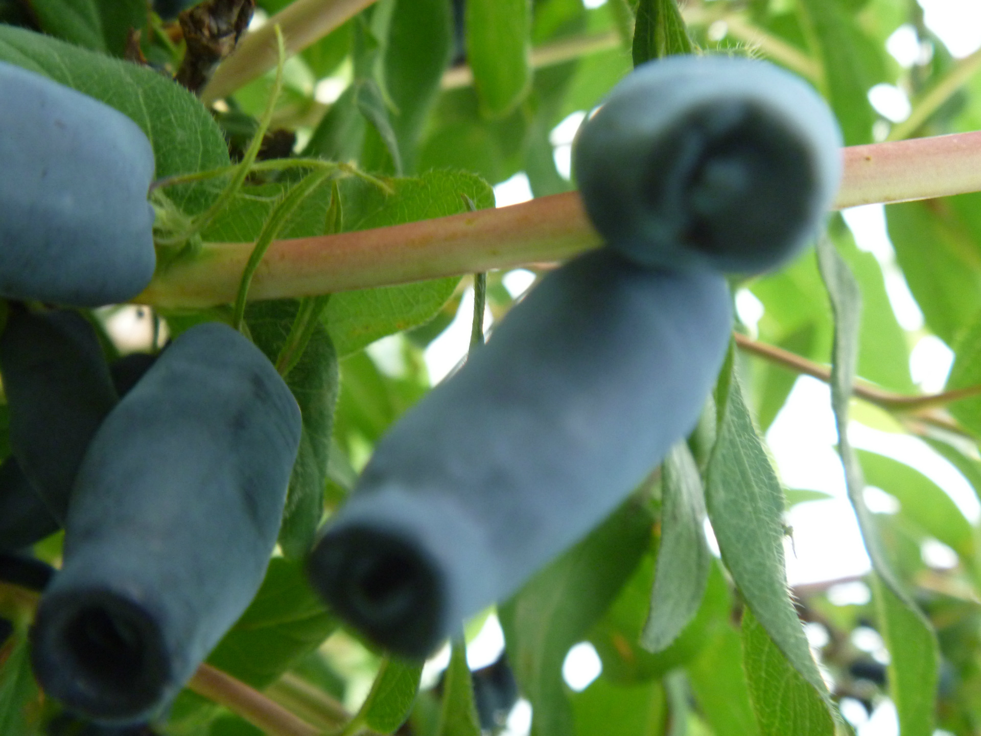 16年春 蓝靛果苗 开始销售品种有 蓓蕾 伊人 蓝心 落火炭