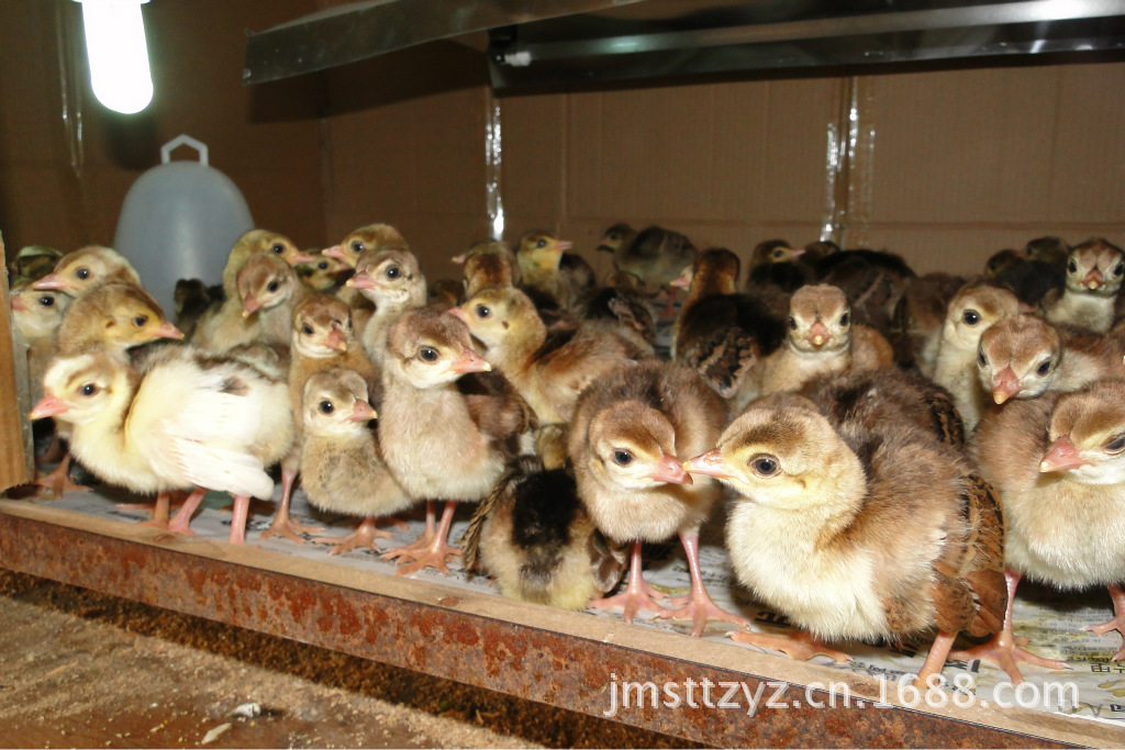 孔雀苗;孔雀种蛋;种孔雀