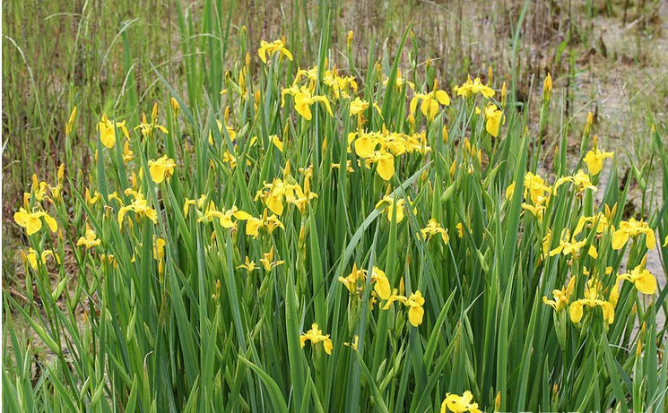 批发黄菖蒲 黄花鸢尾苗 水生植物 黄菖蒲 规格齐全 量大优惠 菖蒲