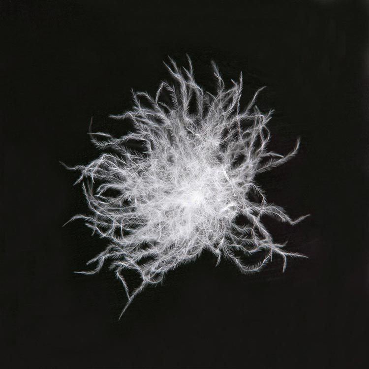 【品质保证】新国标gb14272-2011 90%白鹅绒  羽绒价格 鹅绒批发