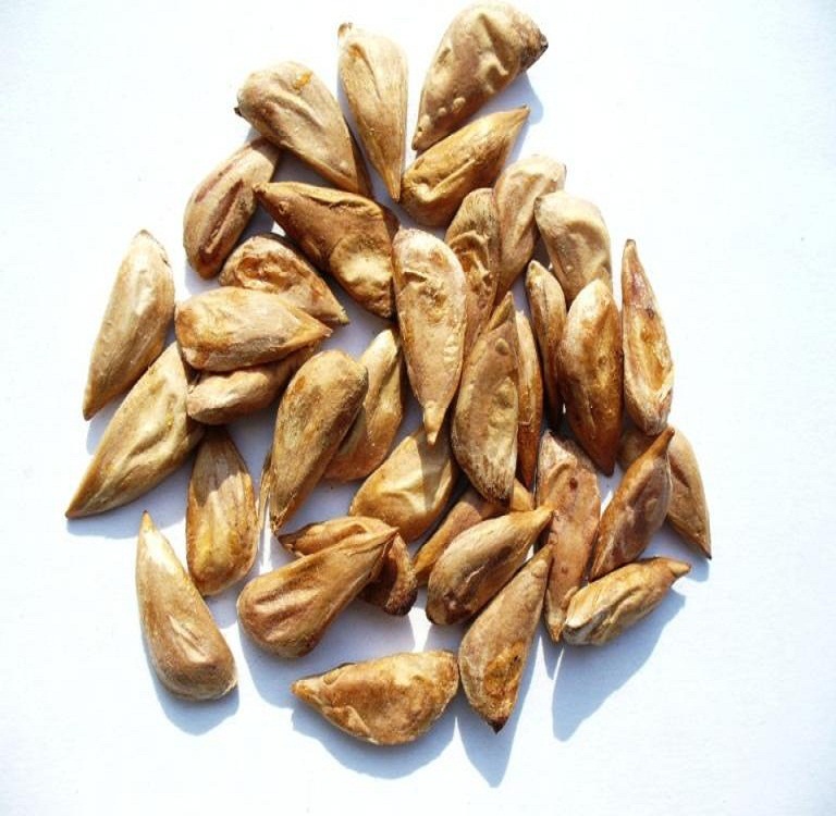 现货出售当年新采收的花卉林木树种子 雪松种子 香柏 塔柏