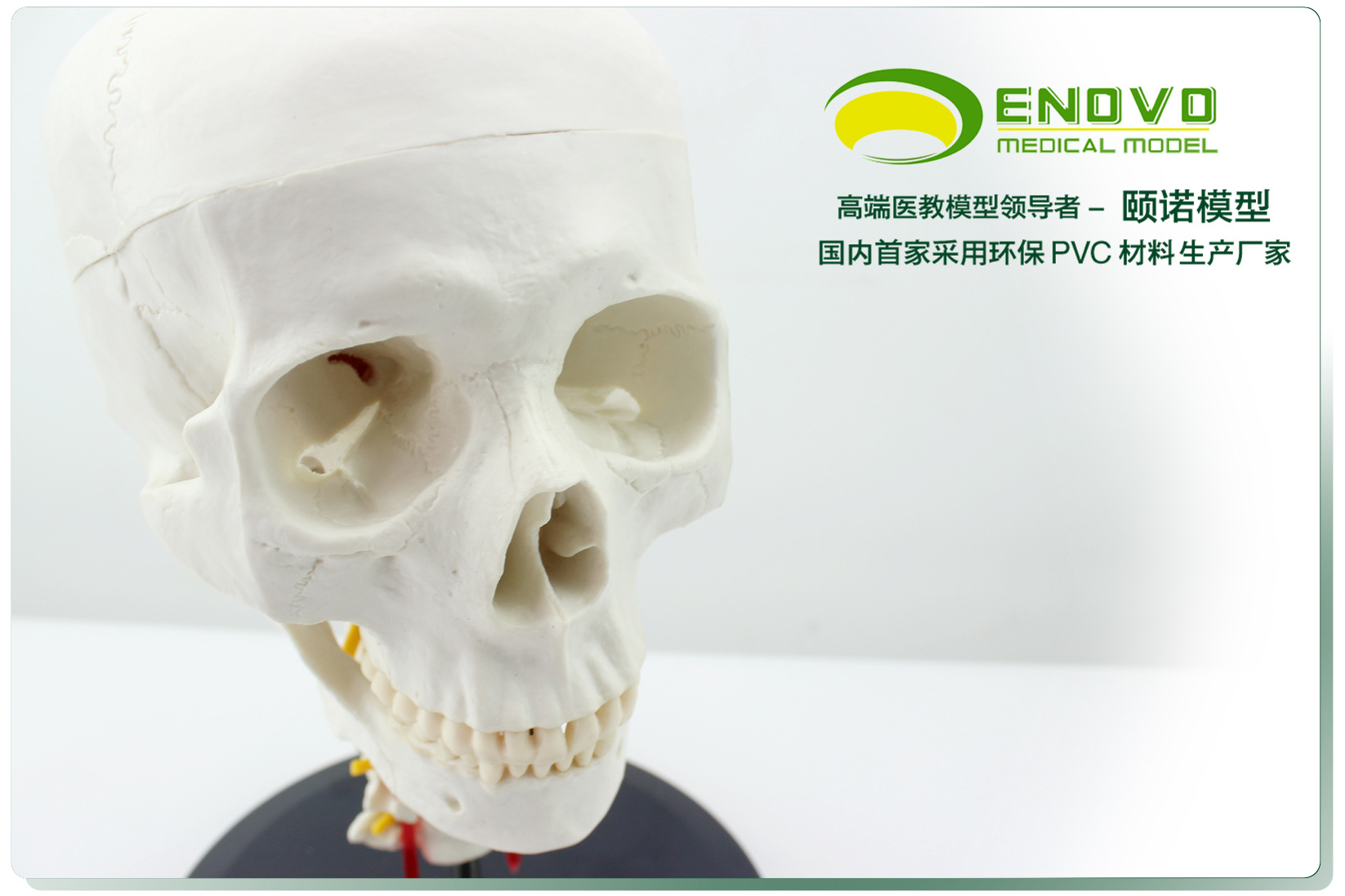 头骨带颈椎模型 人体头颅骨解剖颈椎颈动脉骨科标本模型骨骼模型