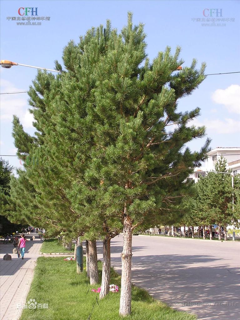 供应樟子松 2--10米 营养杯樟子松