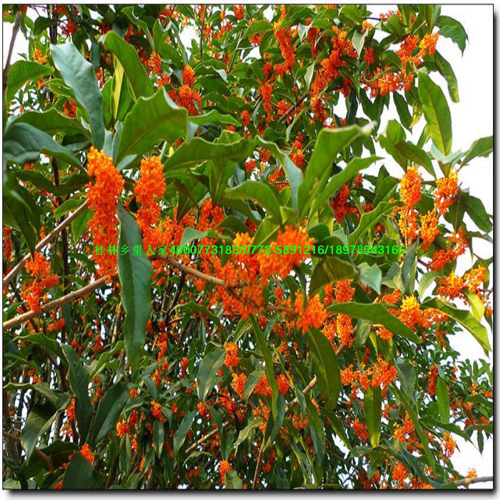 批发供应20公分至40公分高度状元红朱砂桂丹桂金球桂