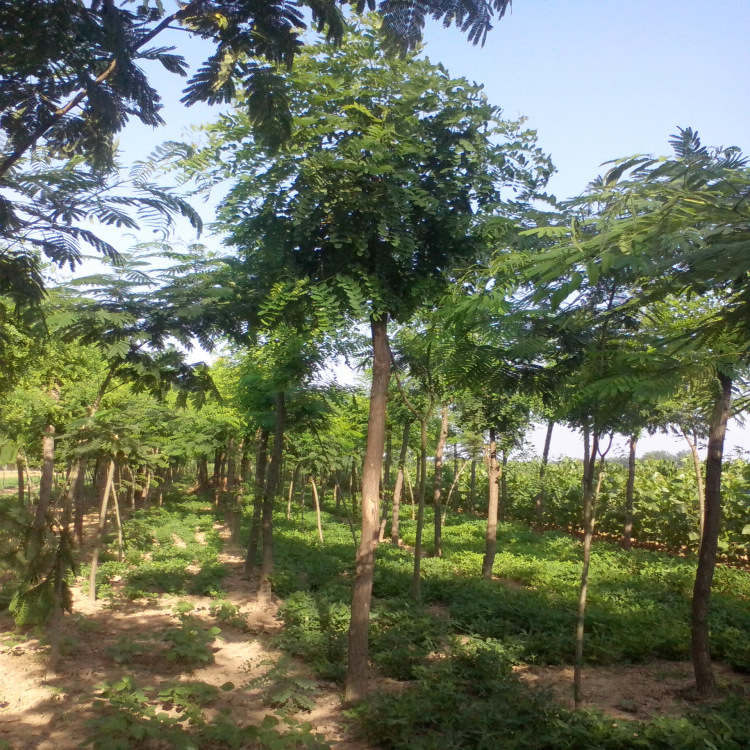 香花槐 香花槐 正宗香花槐树苗