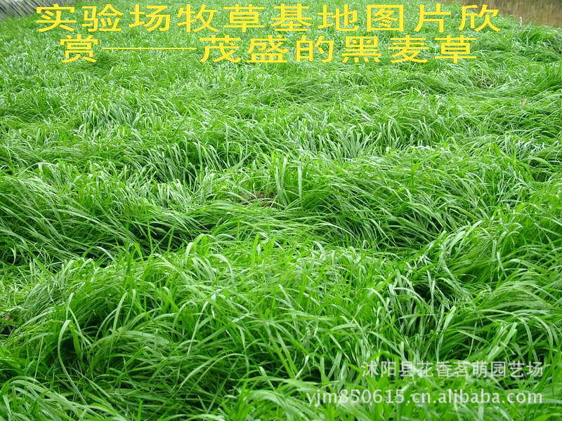 批发优质牧草草种 黑麦草 一年生黑麦草种 家禽皆喜爱营养丰富