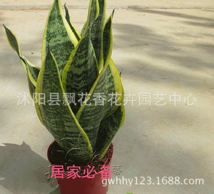 名 虎尾兰属 产地分布:非洲及亚洲南部 形态特征:多年生草本观叶植物
