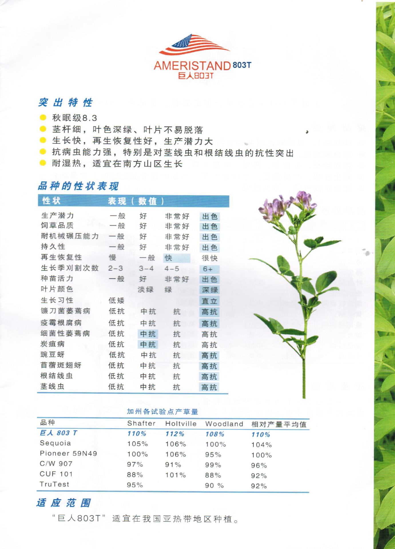 紫花苜蓿巨能803t