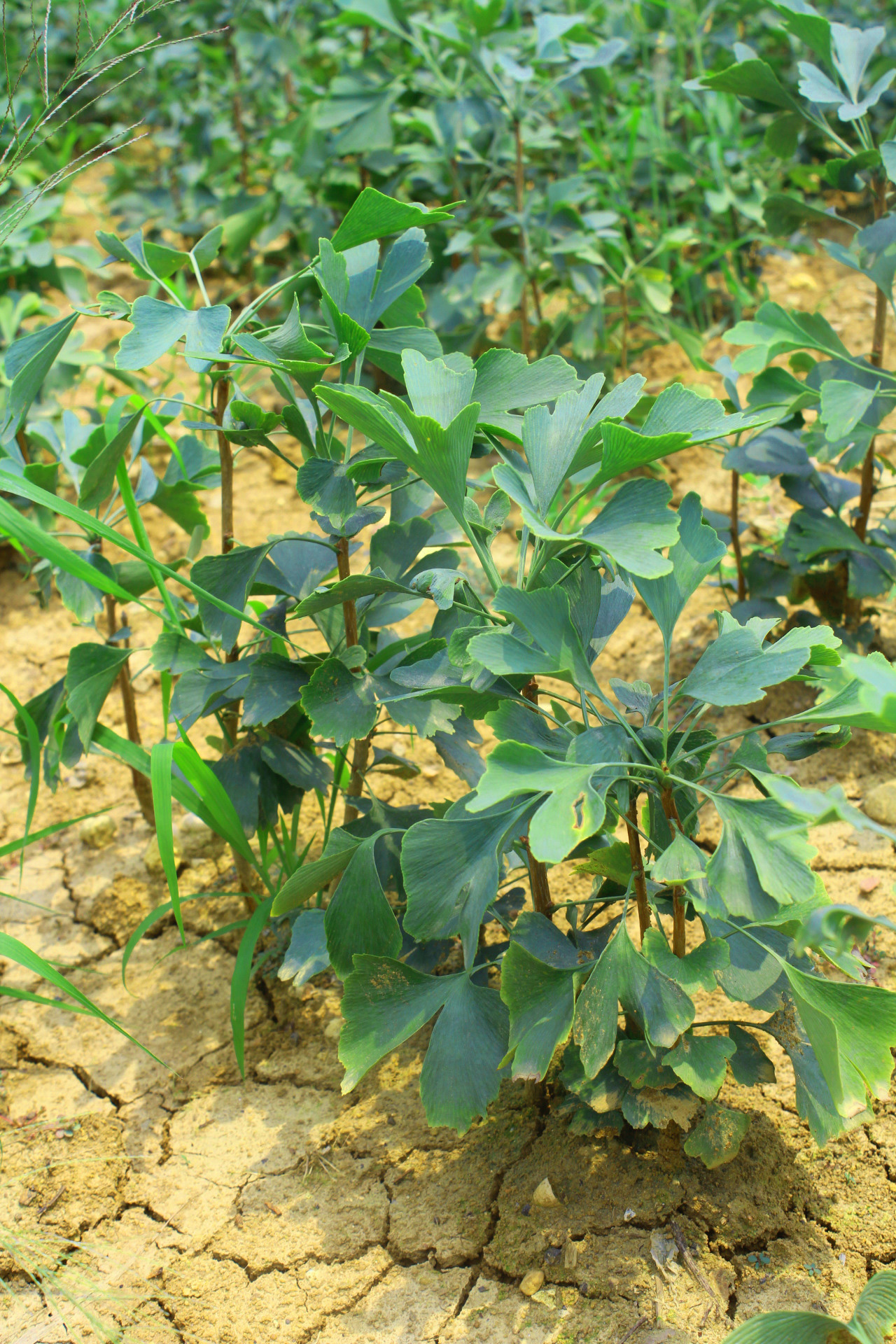 直销批发公孙树 供50公分银杏成苗 规格齐全银杏树苗木 白果树苗