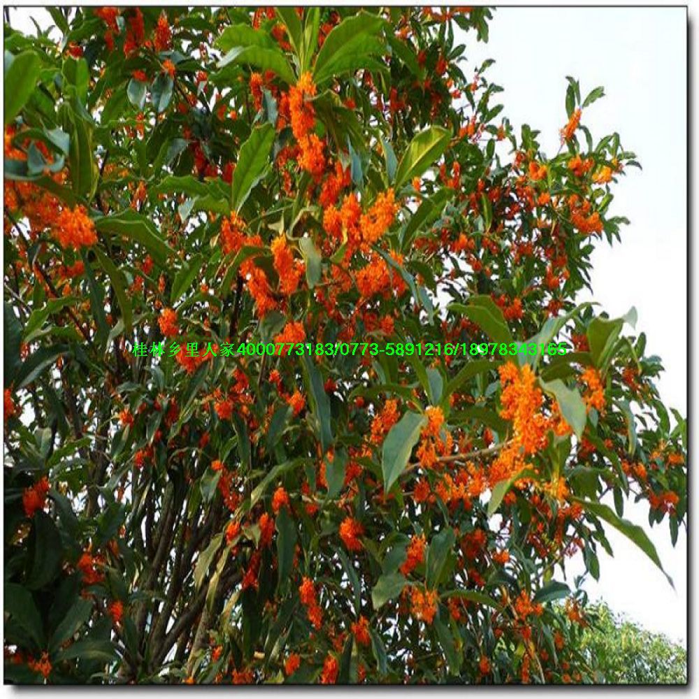 批发供应20公分至40公分高度状元红朱砂桂丹桂金球桂