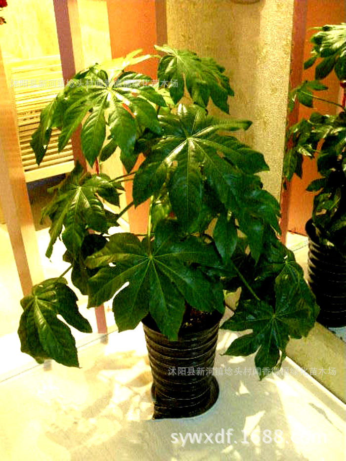 【八方来财树长的什么样】