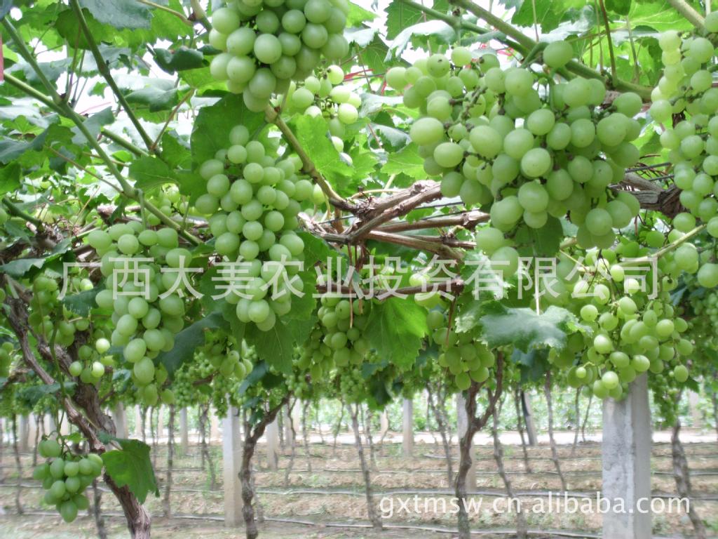 滴滴美葡萄专用有机液肥