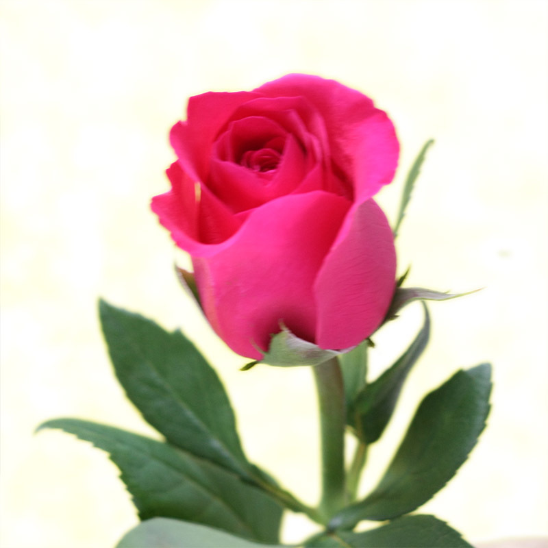 【滇绿园】超级桃红玫瑰 昆明 鲜花批发 云南鲜花批发