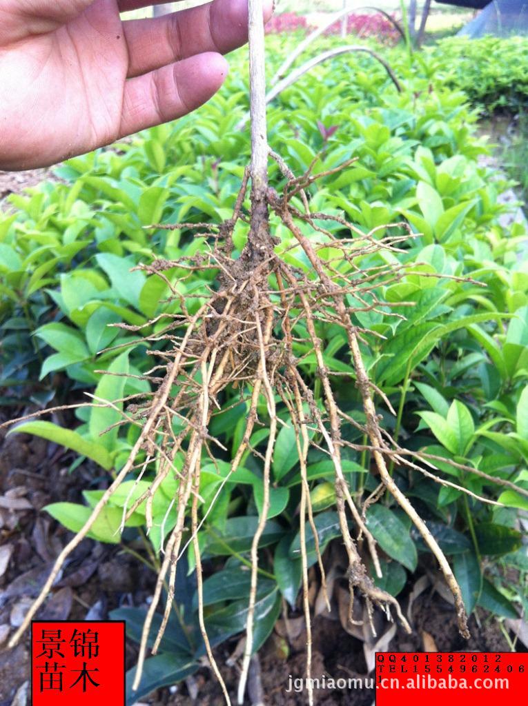 湖北苗木产地优质桂花树地栽苗 河南桂花四季桂90-100高批发便宜