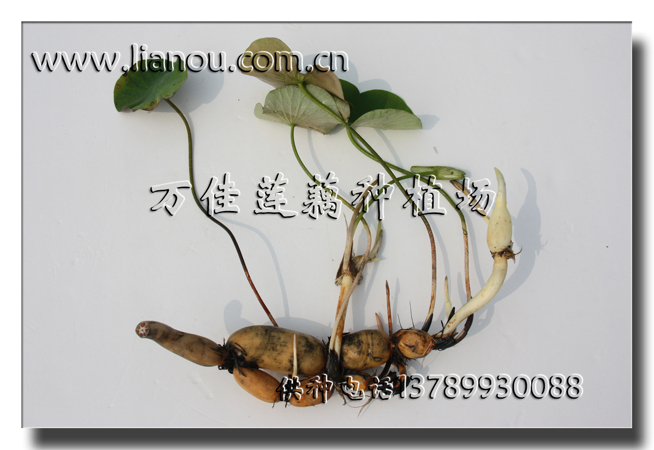 早熟藕种 水稻田种植露地栽培 入泥20厘米 生长周期短 上市时间早