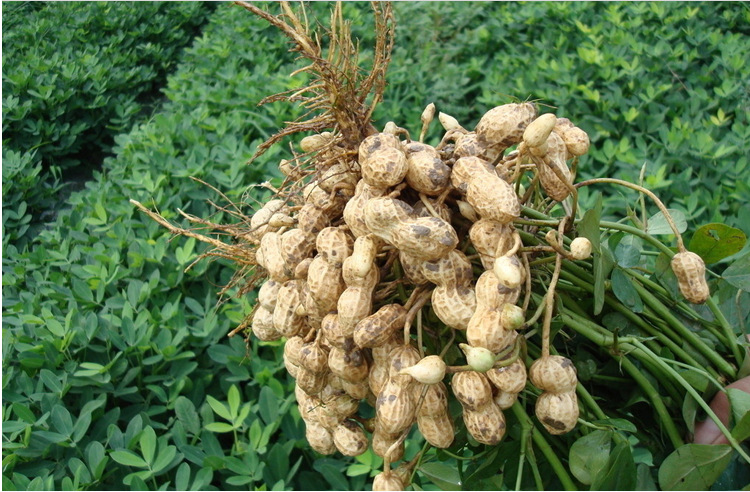 洗-晒-加工-成品)生花生(花生是长在土里的,记得我叔叔的女儿问我