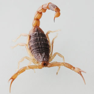 供应东亚钳蝎 全蝎,活蝎子,冻蝎子,种蝎子