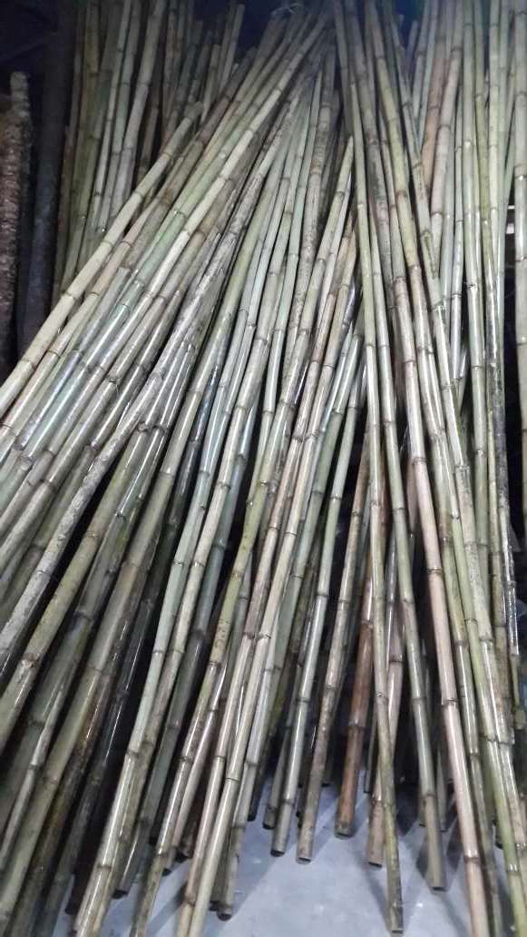 特粗真竹子 粗竹子隔断屏风装饰 5-6cm粗竹子高度颜色可订 直销