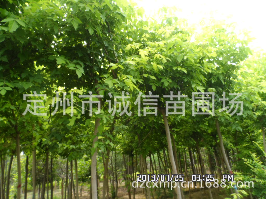 河北大乔木基地金叶榆 大叶垂榆 丛生金叶榆