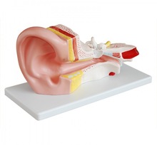康谊牌KAY-303B 耳解剖模型 耳解剖放大模型
