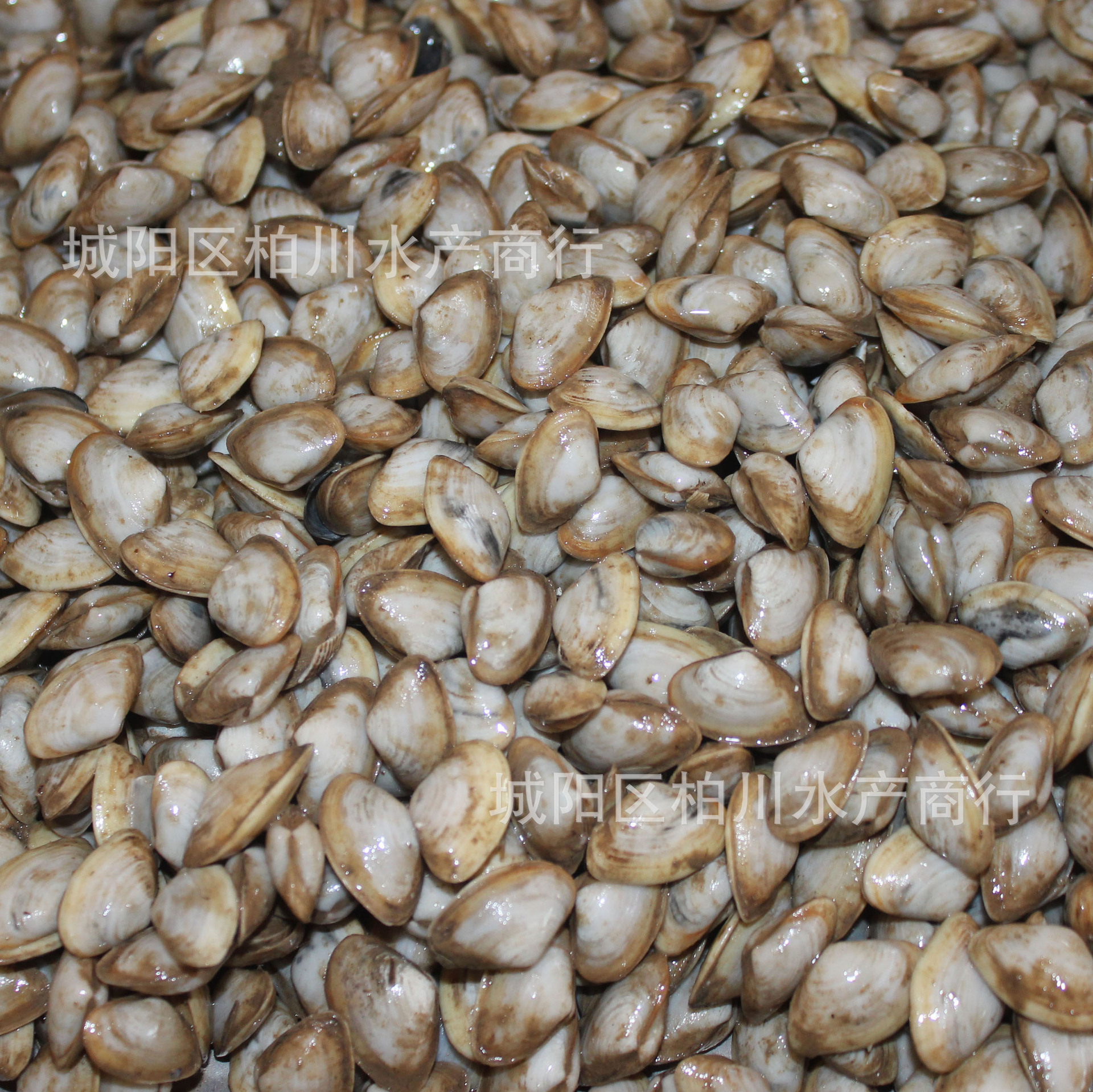 大量鲜活海沙子,白海瓜子,海鲜贝类水产品