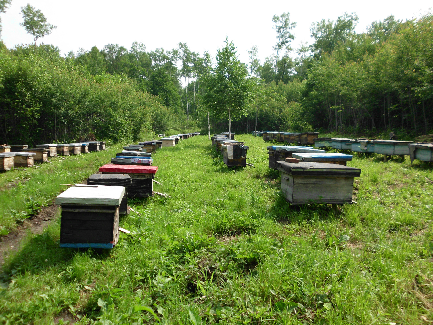 尚饶 长白山纯天然农家自产东北黑蜂椴树雪蜜 野生结晶土蜂蜜